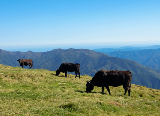 目利きが選ぶこだわりの国産牛肉